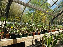 Greenhouse cactus